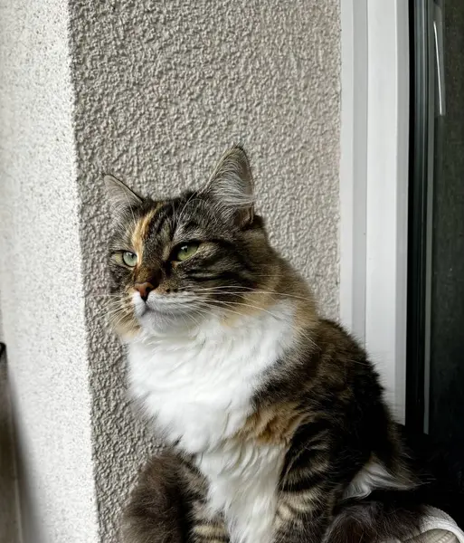 stock image Cute fluffy cat near window blinds, closeup. 