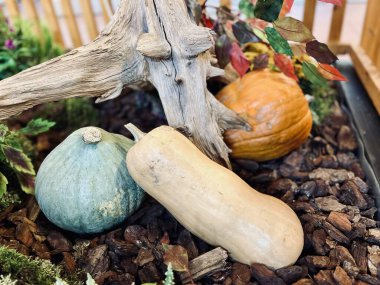 Balkabağı tarlası sonbahar süsü. Yüksek kalite fotoğraf