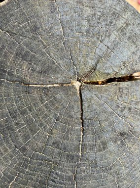 Eski ahşap meşe ağacı yüzeyi kesmiş. Yüksek kalite fotoğraf