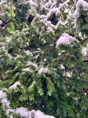 Mavi ladin ağacının iğnelerinin üzerindeki taze kar fırtınanın ilk zamanlarından kalma...