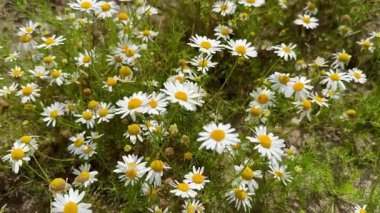 Papatya çayı. Yeşil çimlerin üzerinde beyaz papatya çiçekleri günbatımında rüzgarda sallanıyor. Yeşil çimenli papatya çiçeği tarlası. Ağır çekimde kapat. Doğa, çiçekler, ilkbahar, biyoloji, hayvan konsepti.