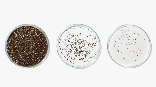 Petri Dishes Transparent Color Gel Seeds Light Background Plant Seeds — Stock Photo, Image