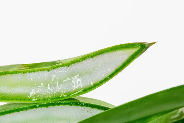 Diiris Segar Aloe Vera Diisolasi Pada Latar Belakang Putih — Stok Foto