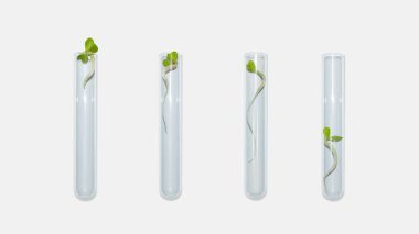 Bitki filizli laboratuvar bardakları. Hafif bir arkaplanda. Yeşiller, filizler, araştırma, biyoloji mühendisliği, çalışma, tarım..