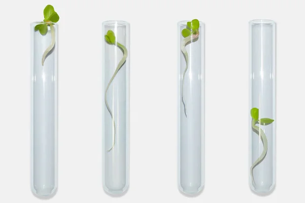 Laboratóriumi Üvegedények Növényi Csírákkal Fényes Háttérrel Zöldségek Csírák Kutatás Biotechnológia — Stock Fotó