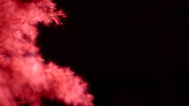 Red pampas grass on a black background. Bright, red, contrast, soft contrast. Black background, red grass. Light.