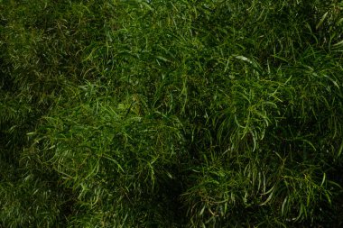 Dallar ağaçların yakınındaki yeşilliği terk eder