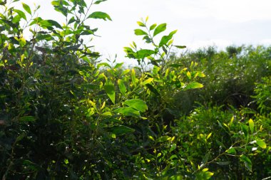 Dallar ağaçların yakınındaki yeşilliği terk eder