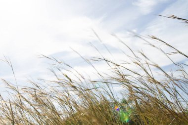 Gökyüzünün arka planına çimen çivileri yakın plan