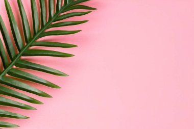 Palm leaf on a pink background.