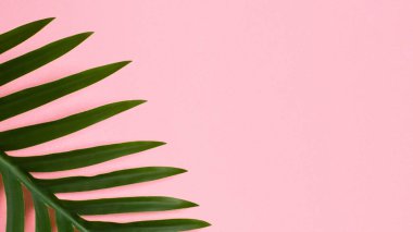 Palm leaf on a pink background.