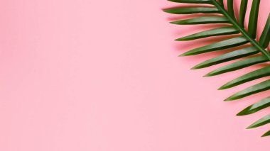Palm leaf on a pink background.