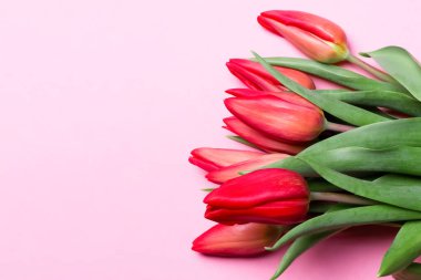 Tulips on a pink background. View from above