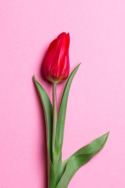 Lale pembe bir arka plan üzerinde