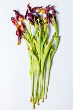 wilted flower. Wilted tulips on a light background.