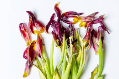 wilted flower. Wilted tulips on a light background.