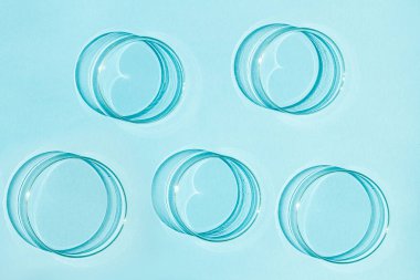 Petri kabı. Bir takım Petri bardakları. Mavi bir arkaplanda.