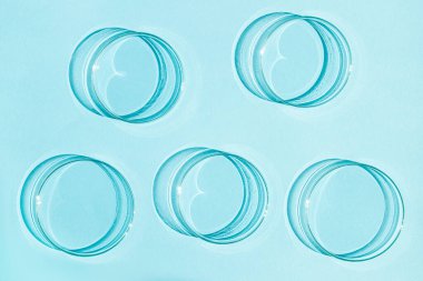 Petri kabı. Bir takım Petri bardakları. Mavi bir arkaplanda.