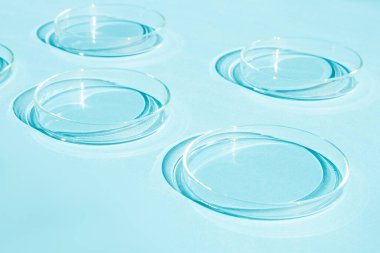 Petri kabı. Bir takım Petri bardakları. Mavi bir arkaplanda.