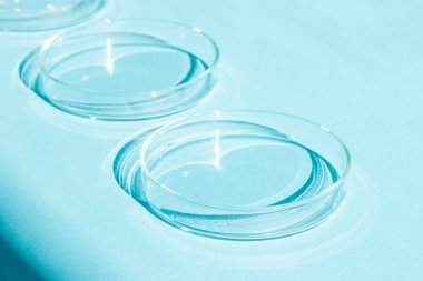 Petri kabı. Mavi bir arkaplanda.