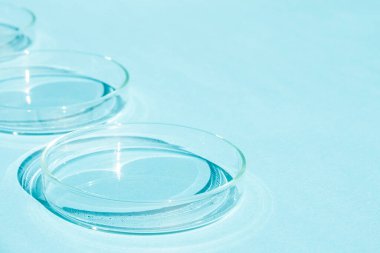 Petri kabı. Mavi bir arkaplanda.