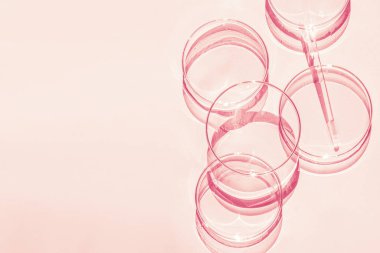Petri kabı. Bir takım Petri bardakları. Bir pipet, cam tüp. Pembe bir arka planda.