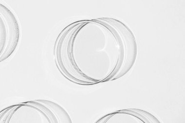 Petri kabı. Bir takım Petri bardakları. Beyaz bir arka planda. Laboratuarın yarısı..