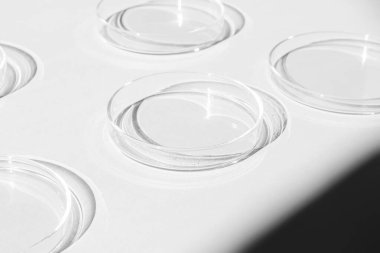 Petri kabı. Bir takım Petri bardakları. Beyaz bir arka planda. Laboratuarın yarısı..