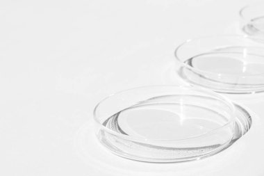 Petri kabı. Arka planda.