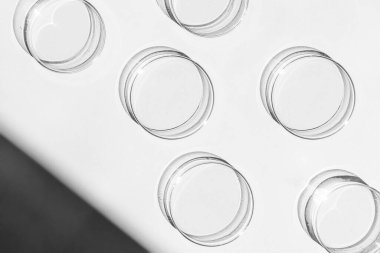 Petri kabı. Bir takım Petri bardakları. Beyaz bir arka planda. Laboratuarın yarısı..