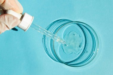 Petri kabı. Şeffaf jelle. Eldivenli bir el, bir şeker kutusunu, bir pipetini tutar. Mavi bir arkaplanda.