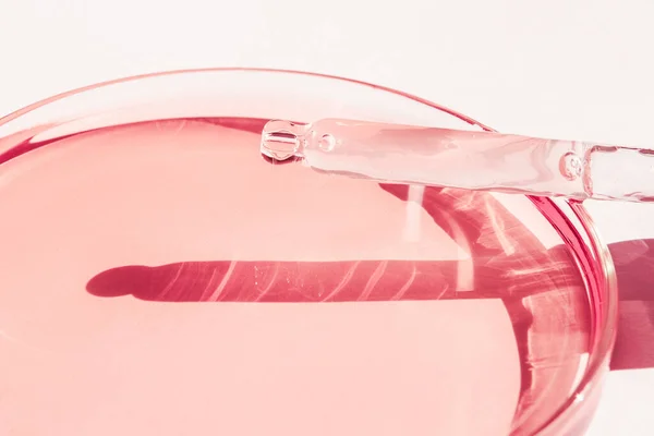 Πιάτο Petri Ροζ Υγρό Λύση Αισθητική Πιπέτα Λευκό Φόντο — Φωτογραφία Αρχείου