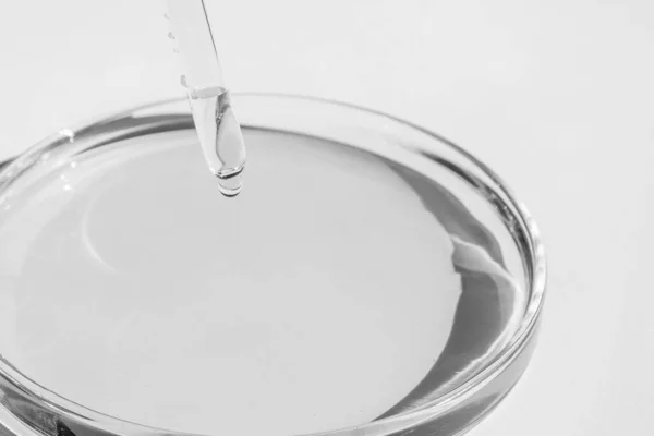 Petri dish. With clear liquid. With solution. Pipette dripping from above. On a white background.