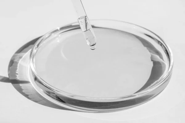Petri菜 用清澈的液体有解决方案 Pipette从上面滴下背景是白色的 — 图库照片