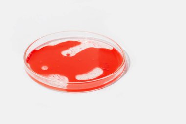 Hafif arka planda bir petri kabı. Kırmızı sıvı ve kırmızı damla ile karıştırılmış. Suda yuvarlak kırmızı daireler. akan sıvı. Laboratuvar, kan, plazma. Çalış.