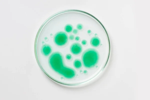 stock image Petri dish on a light background. Green drops, bacteria. or viruses. Mold. Laboratory, biochemistry, chemistry, science. Study.