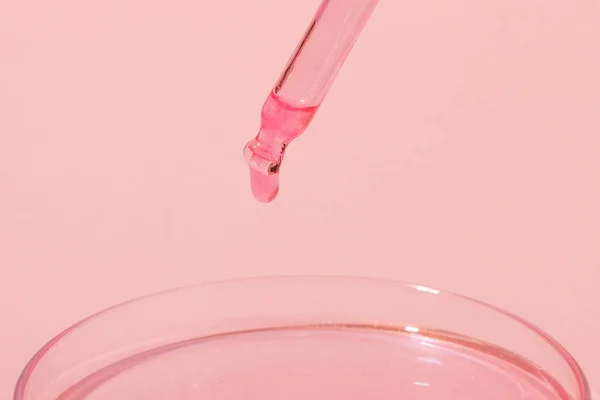 粉红液体滴滴的琵琶 或者玫瑰黄金 在一个带有粉色液体的培养皿上 粉红的背景 实验室 化妆品研究 闪闪发光 — 图库照片