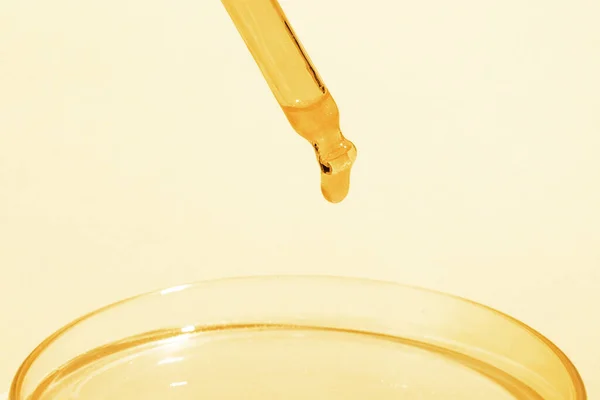 Pipeta Com Líquido Amarelo Pingando Ouro Líquido Numa Placa Petri — Fotografia de Stock
