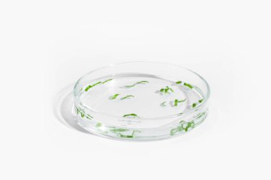 organik kozmetikler, doğal kozmetikler, biyoyakıtlar, algler. Doğal yeşil laboratuvar. Deneyler için. Açık arkaplan üzerinde yeşil bitkiler olan petri kabı.