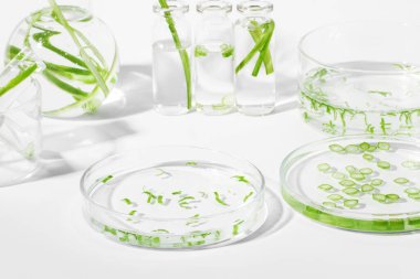 organik kozmetikler, doğal kozmetikler, biyoyakıtlar, algler. Doğal yeşil laboratuvar. Deneyler için. Laboratuvar camları ve yeşil bitkilerle dolu kaplar..