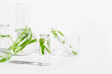 organik kozmetikler, doğal kozmetikler, biyoyakıtlar, algler. Doğal yeşil laboratuvar. Deneyler için. Laboratuvar camları ve yeşil bitkilerle dolu kaplar..