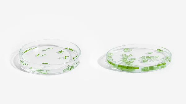 Stock image organic cosmetics, natural cosmetics, biofuels, algae. Natural green laboratory. Experiments. Petri dishes with green plants on a light background.