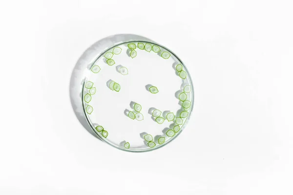 Organic Cosmetics Natural Cosmetics Biofuels Algae Natural Green Laboratory Experiments — Stock Photo, Image