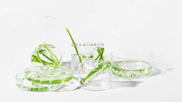 Szerves Kozmetikumok Természetes Kozmetikumok Bioüzemanyagok Algák Természetes Zöld Laboratórium Kísérleteket — Stock Fotó