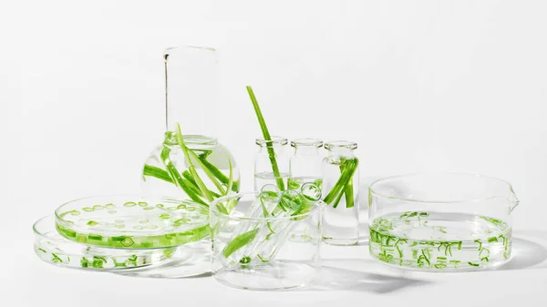 Cosmetici Organici Cosmetici Naturali Biocarburanti Alghe Laboratorio Verde Naturale Esperimenti — Foto Stock