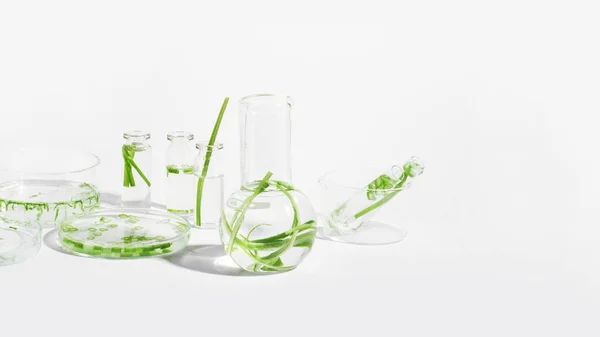Biokosmetik Naturkosmetik Biokraftstoffe Algen Natürliches Grünes Labor Experimente Laborgläser Und — Stockfoto