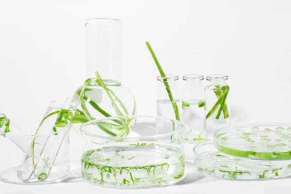 Biologische Cosmetica Natuurlijke Cosmetica Biobrandstoffen Algen Natuurlijk Groen Laboratorium Experimenten — Stockfoto