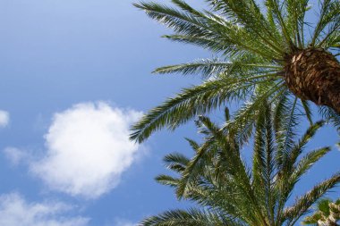Gökyüzünde palmiye ağaçları ve palmiye yaprakları