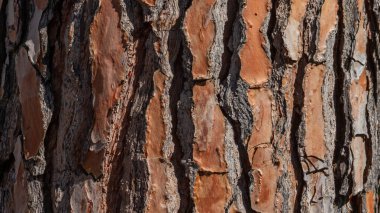 Ağaç kabuğu dokusu yakından