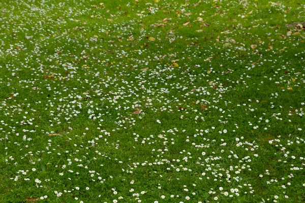 Kamillenfeld Gras Und Blühende Kamillen — Stockfoto